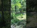 Zoo tiger