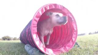Agility practice 20160924