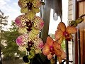 94)🔴Обзорчик цветущих орхидей на конец июля/☝в моем полку прибыло....