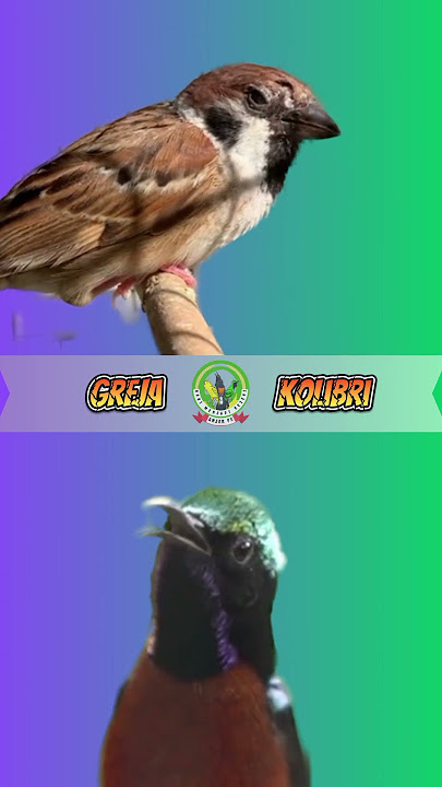 greja vs kolibri