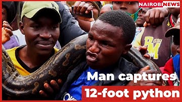 23-year-old man from Murang’a captures 12-foot python