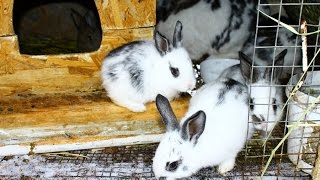 Окрол крольчихи: советы Окрол крольчихи: советы