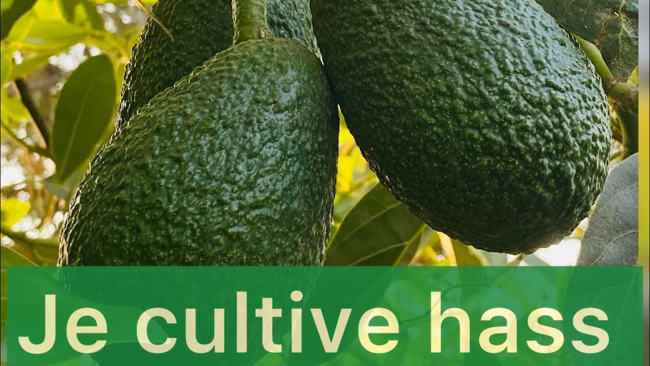 Culture D’avocat au cameroun Mon Choix C'est Hass Avocado pour la Campagne agricole de 2026