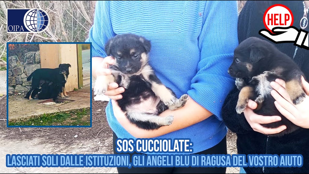 Guarda il video