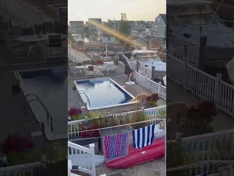 Curious dog hops fence, jumps into neighbor's pool #Shorts