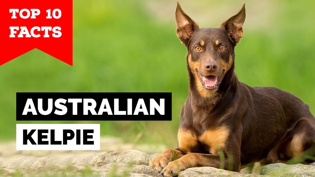 can a australian kelpie live in australia