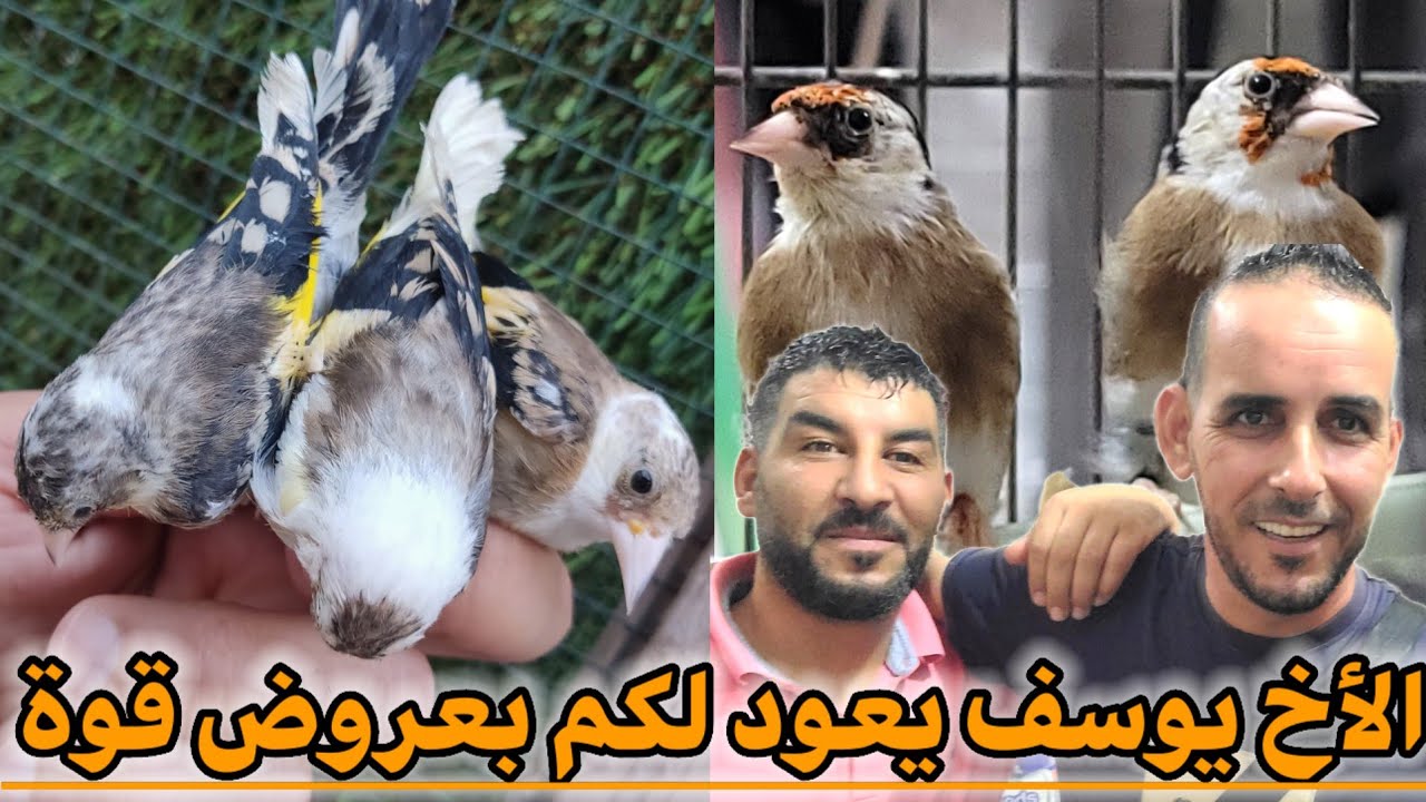 الأخ يوسف يعود لكم بعروض للبيع قوة : متوفر فراخ طفرة الحسون من إنتاج الأخ يوسف و المقنين السوفاج !؟