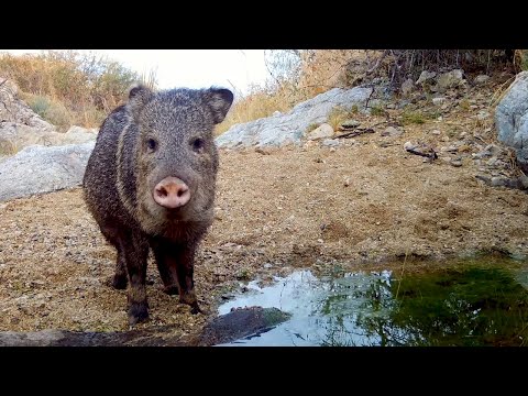 Sonoran Desert Wildlife: Trail Camera Videos in Arizona