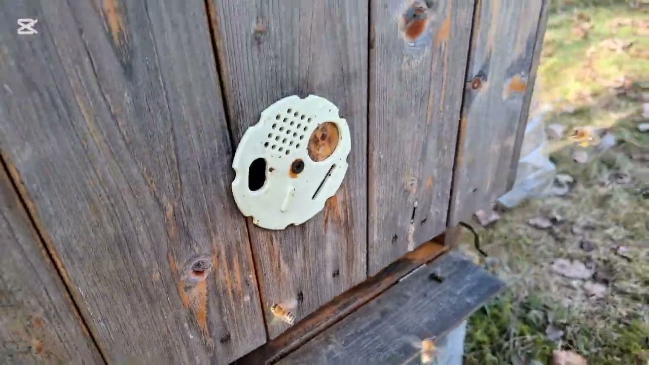 Včely 26.2.26 Písecko 16°C - pylová snůška, slídění, loupeže, padlý slabý oddělek