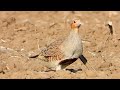 Веселая куропатка роется в земле / Merry partridge is digging in the ground