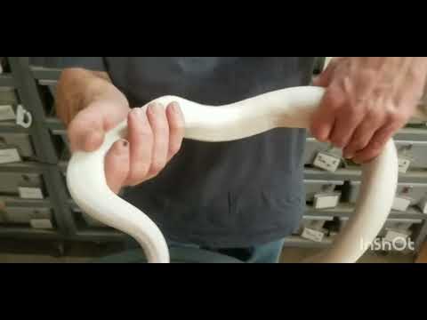 SUPER FIRE BALL PYTHONS AND PUPPIES 🙂