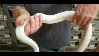 SUPER FIRE BALL PYTHONS AND PUPPIES 🙂