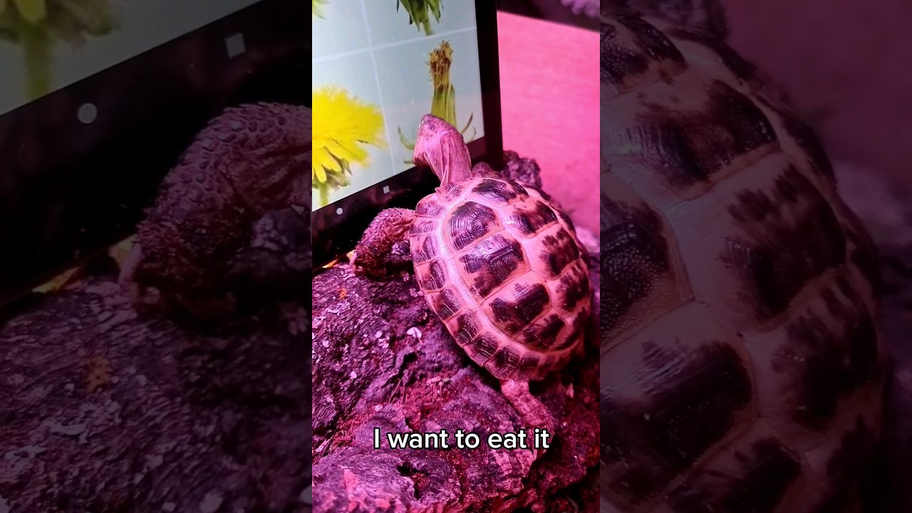 titan thought these dandelions were real 🤣 