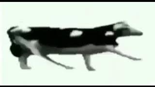 Vaca bailando en ruso 10 horas