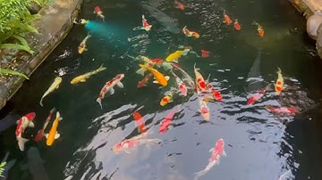 Thư giãn ngắm hồ cá koi và đản trắm đen siêu to 