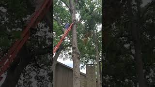 Tree Trimmer has no fear in the sky #funny #funnyvideos #funnyshorts #funnyvideo #texas