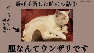 隠された術後服の行方… 保護猫しろちゃんの避妊手術のお話③