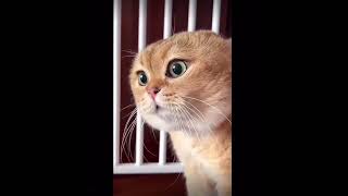 Funny cat sounds 