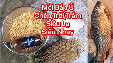 Hướng Dẫn Ủ Bắp,ngô Câu Cá Chép , Trôi Trắm Siêu Lạ Siêu Nhạy