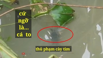 Câu cá rô, theo kênh 61 (video 98)@3ruongFishing 