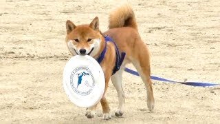 柴犬亜門さん ディスクドッグ(フリスビー犬)になる / Shiba Inu's Amo-san became a flying disc dog