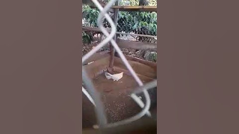 Gà rừng rặc đột biến đẹp nhất lâm đồng