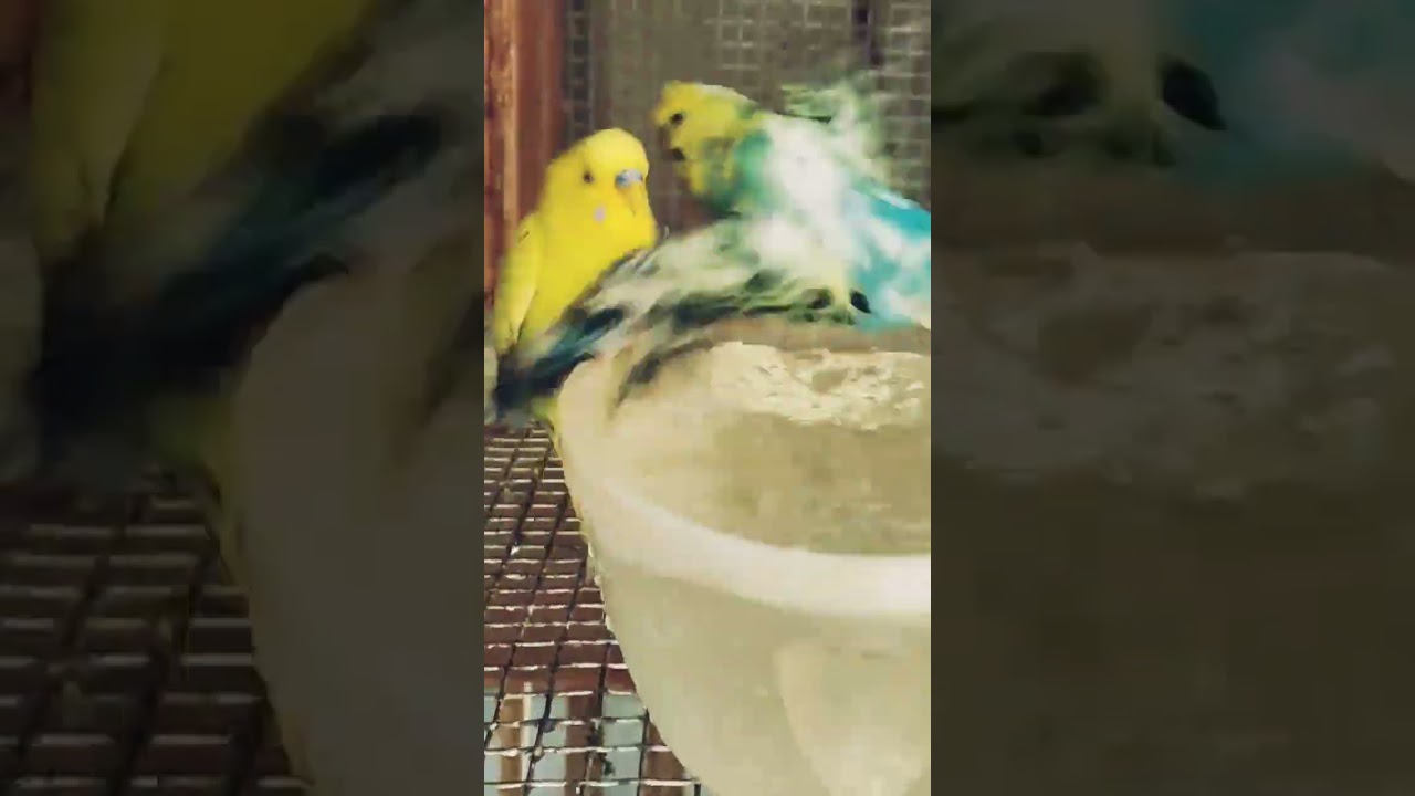 SWIMMING TIME🏊🏊