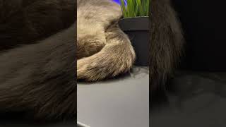 JazzCat #Shorts
