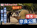 外国人観光客を魅了する鹿 思わず笑う鹿とのふれあい 奈良公園 Nara Deer Park