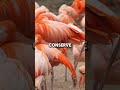 The Real Reason Flamingos Turn Pink From Their Food #flamingos #nature