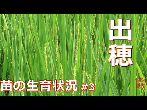 【稲作】苗の生育状況  #3  ヒトメボレ、コガネモチ出穂