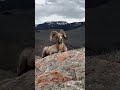 好漂亮的高原羚羊 What A Beautiful Plateau Antelope Animal 跟着图尔去旅行 好漂亮的高原羚羊 What A Beautiful Plateau Antelope Animal 跟着图尔去旅行