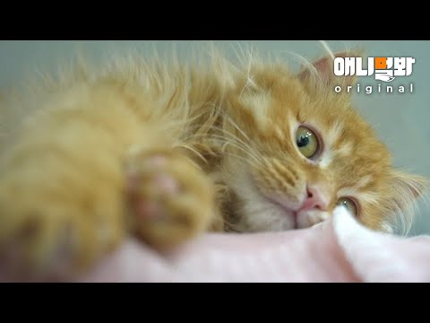 &amp;quot;3일 밖에 안 남은 거 같아요&amp;quot; 버려진 <strong>노르웨이</strong> <strong>숲</strong> 고양이 뱃속에서 발견된 것ㅣAn Abandoned Cat That Vet Thought Would Die in