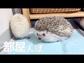 トイレの順番を待つハリネズミたち Hedgehogs waiting their turn to go to the toilet