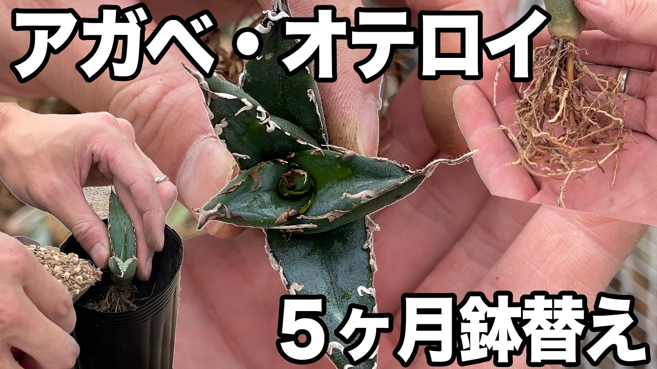 実生から育てたオテロイ5ヶ月前に鉢上げしたものをさらに鉢上げ