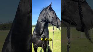 ESTO HACE TU CABALLO PARA PODER ENFRIARSE Y SI NO LO HACE REN CUIDADO🏆🐎#caballos #horse #shorts