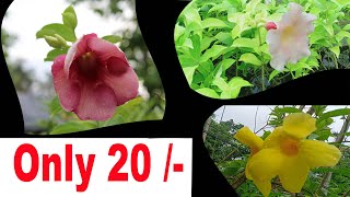 Wholesale plant market alamanda // Top summer flower