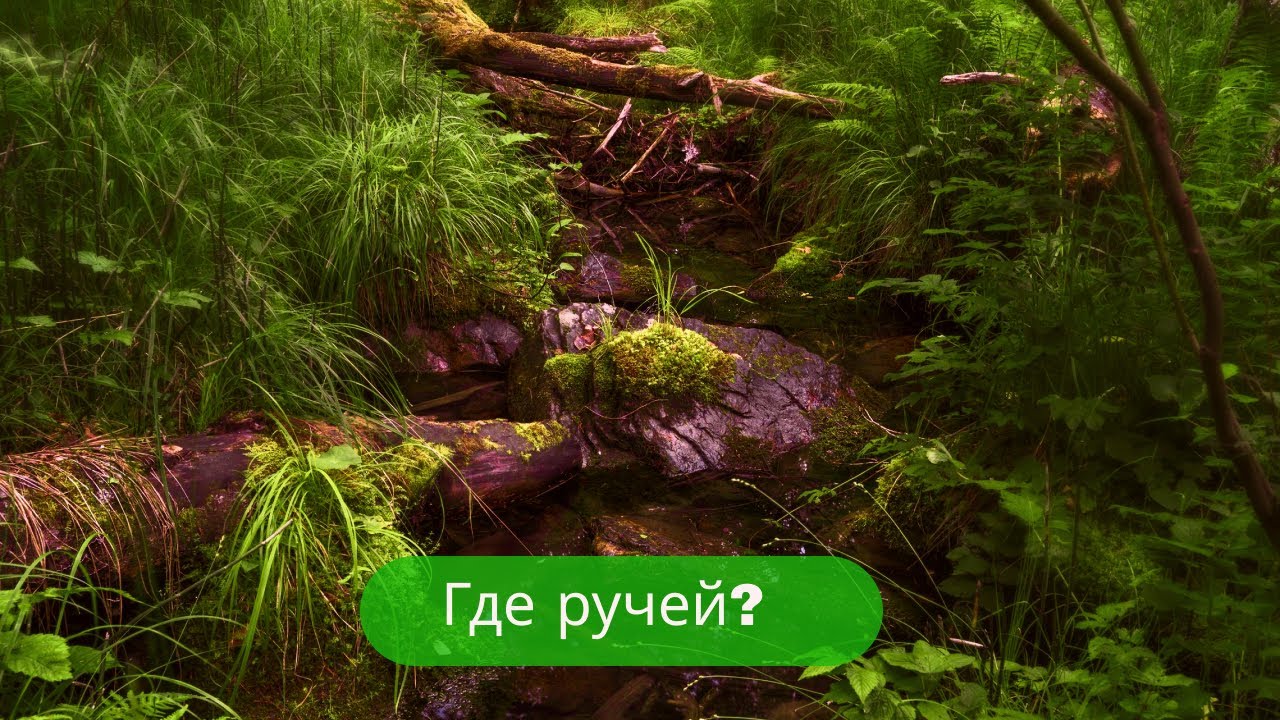 ✔Вспоминая 🌳лето🍀 2023🌄 – с ручьём💧 обманули👎✔