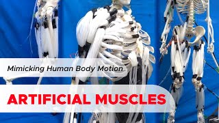 Artificial Muscles to Mimics the Human Body Motion