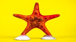 Deniz Kabukları İle Yapılacak 5 Harika Fikir Diy Projeleri̇