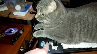 Cat plays synthesizer