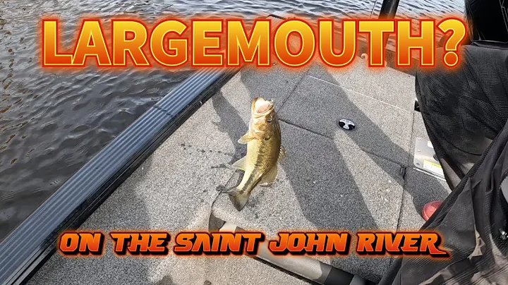Unexpected Largemouth Surprise on the Saint John River (Plus Bonus Smallmouth Action!)