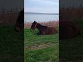 Horse 🐎 lay down on the grass near the lake / Лошадка 🐴 прилегла на травку возле озера + #horse