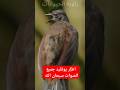 الطإر يقليد جميع الصواب Africa اكسبلور Tribe طيور Africaadventure Birds دويتو حيوانات ضحك الطإر يقليد جميع الصواب Africa اكسبلور Tribe طيور Africaadventure Birds دويتو حيوانات ضحك