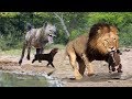 Male Lions Attack the Hyena Cubs | God cannot save Hyena Cubs | Clash of Enemies