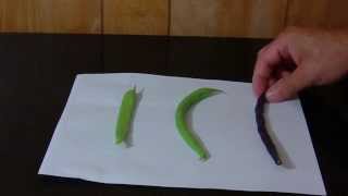 Garden Beans: Roma II Blue Lake 274 Royal Burgundy
