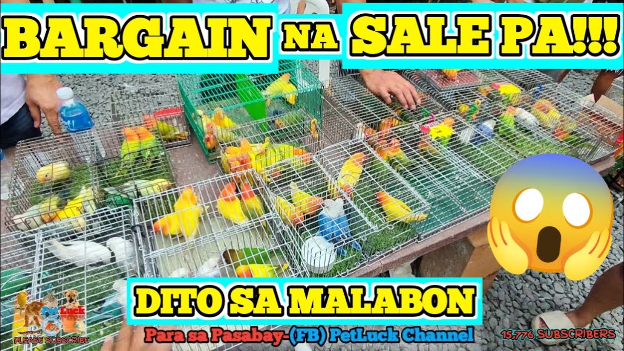 LOVEBIRDS NAKA BARGAIN NA NAKA SALE PA!!! SA MALABON PET MARKET