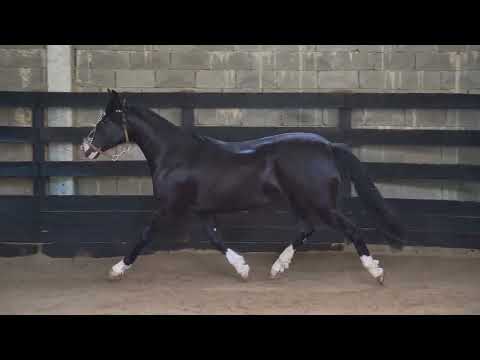 LOTE 13   BASCA ISIS