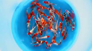 Inc Gosanke Tosai 12-14Cm