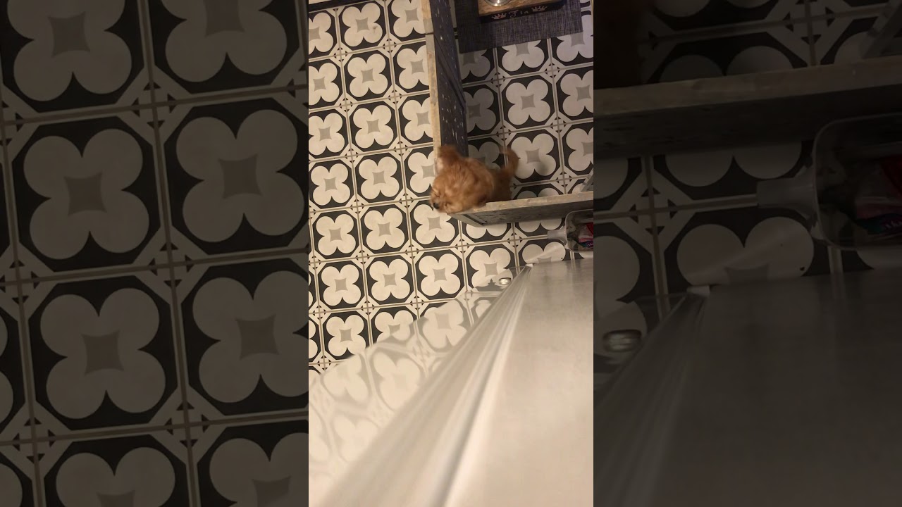 Fia the jumping escape artist